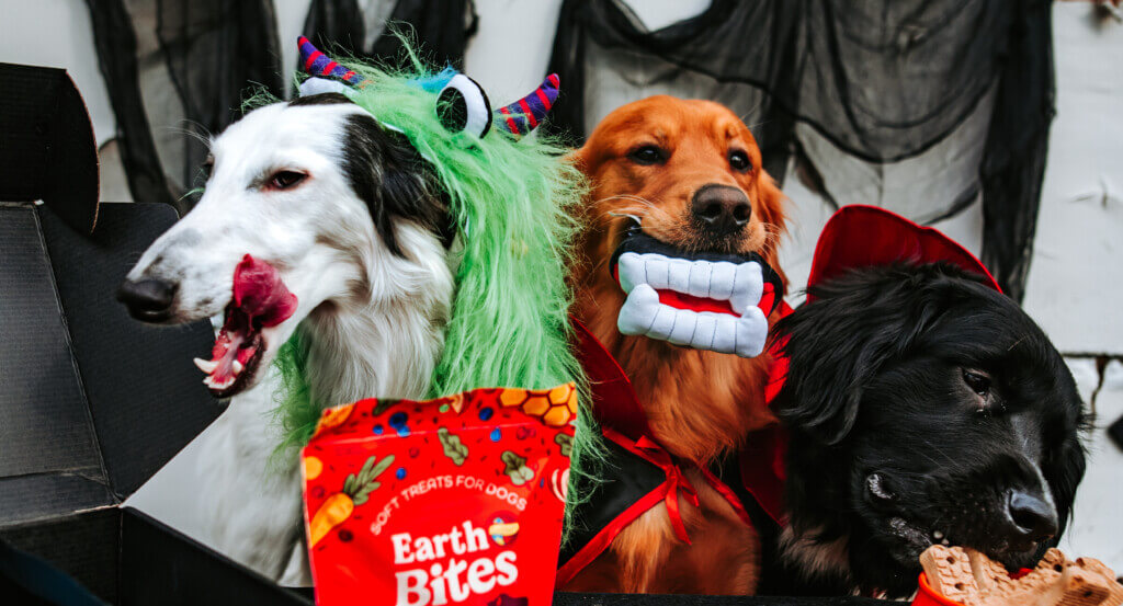 Three dogs sit dressed in costumes as once licks lips and another eats treats out of basket