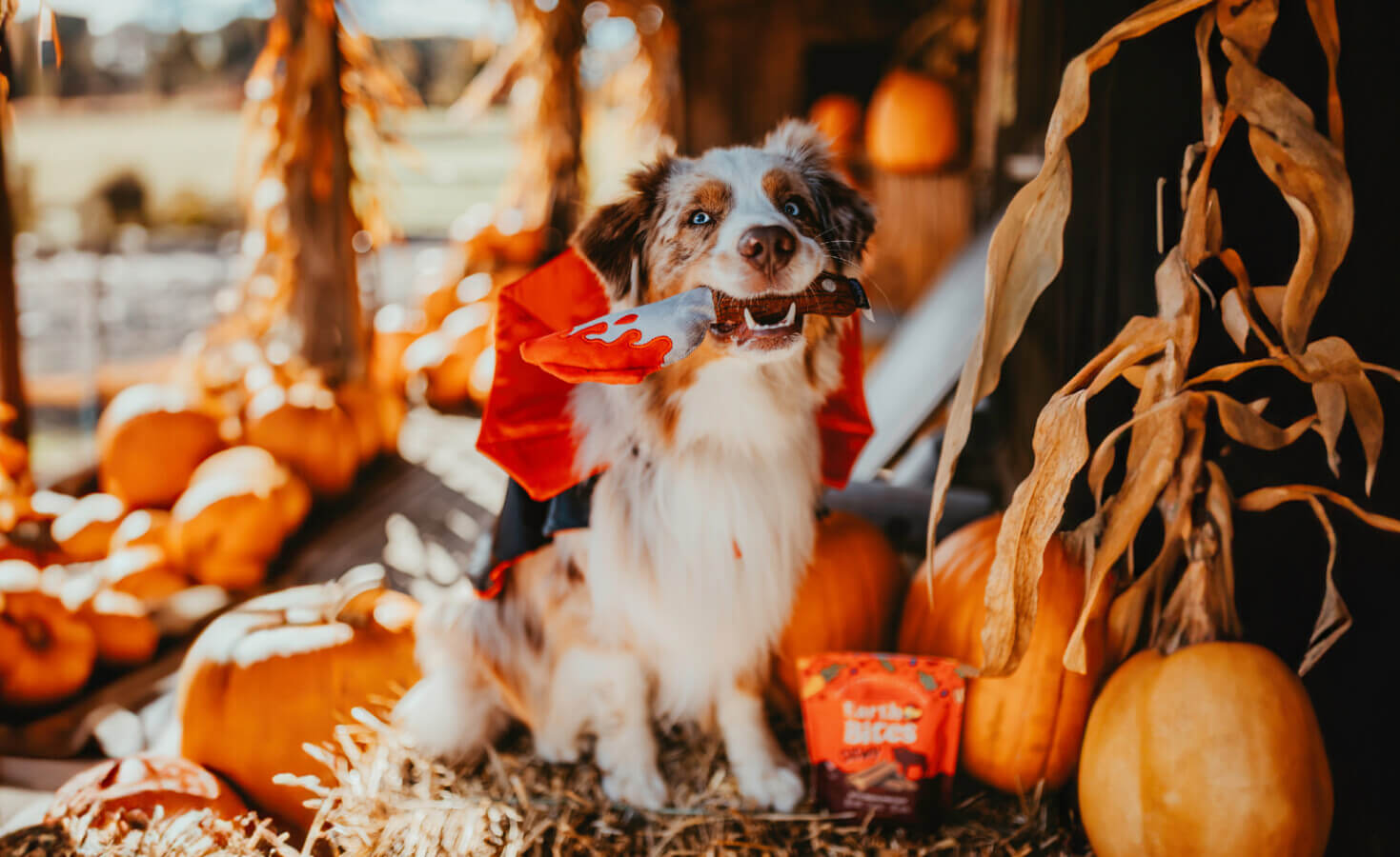 Dog in vampire costume holds toy knife next to a bag of EarthBites Chewy