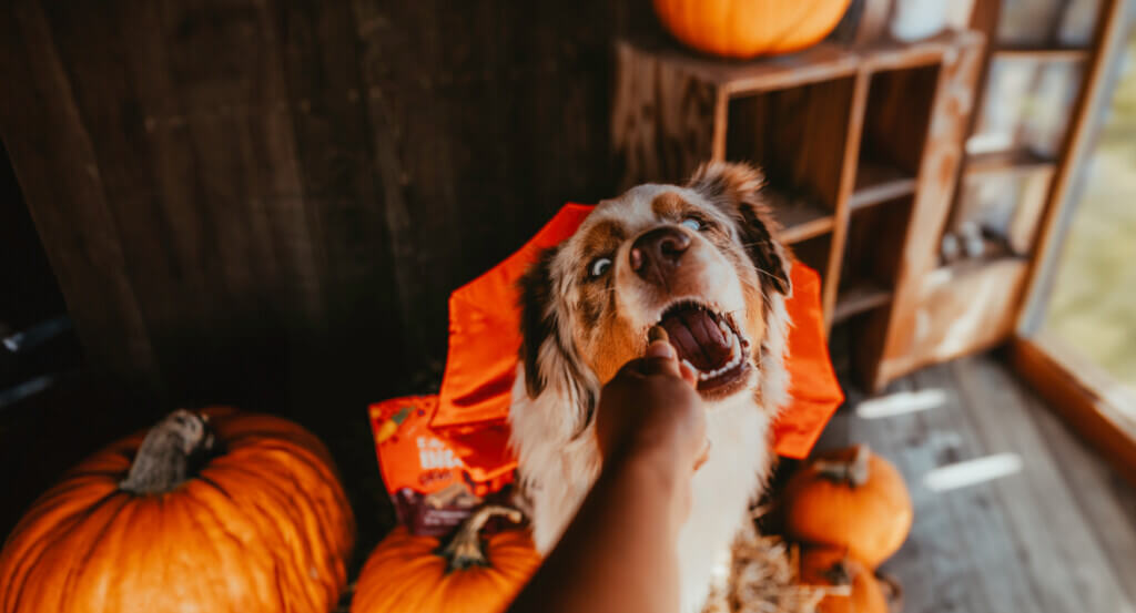 Dog in vampire costume eats a treat being handed to him