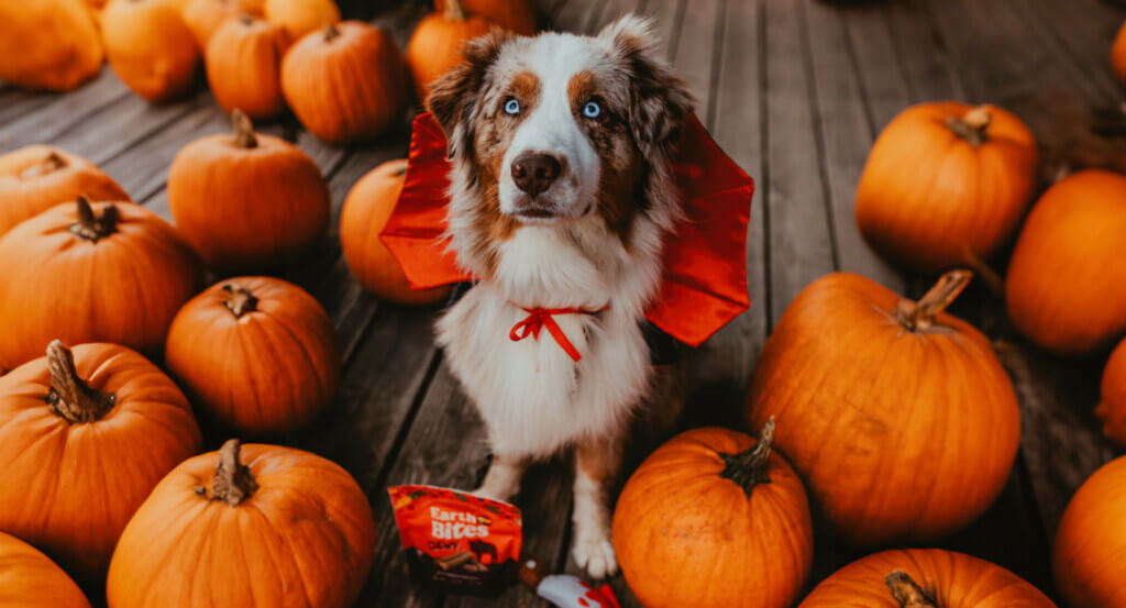 Dog in vampire costume stands in the middle of pumpkins next to a bag of EarthBites Chewy