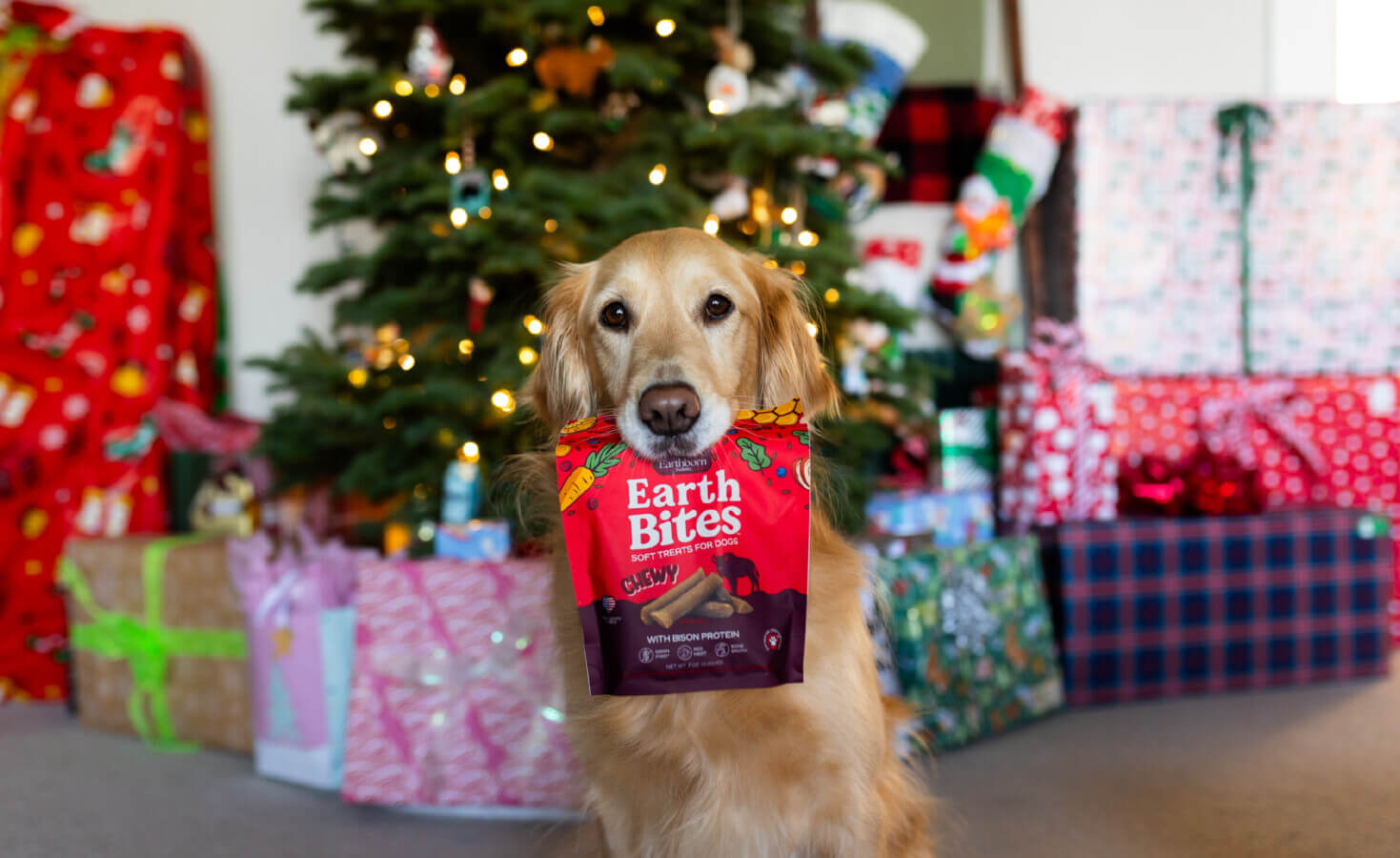 Dog sits in front of Christmas Tree with bag of treats in mouth