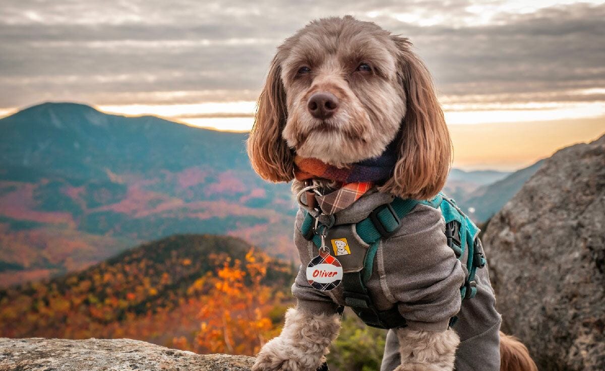 A small dachshund stands on a mountain summit overlooking a view