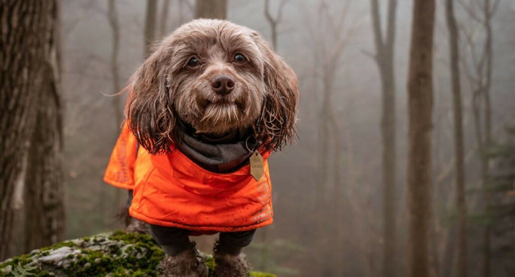 A dachshund mix dog stands on a rock in a forest wearing an orange jacket