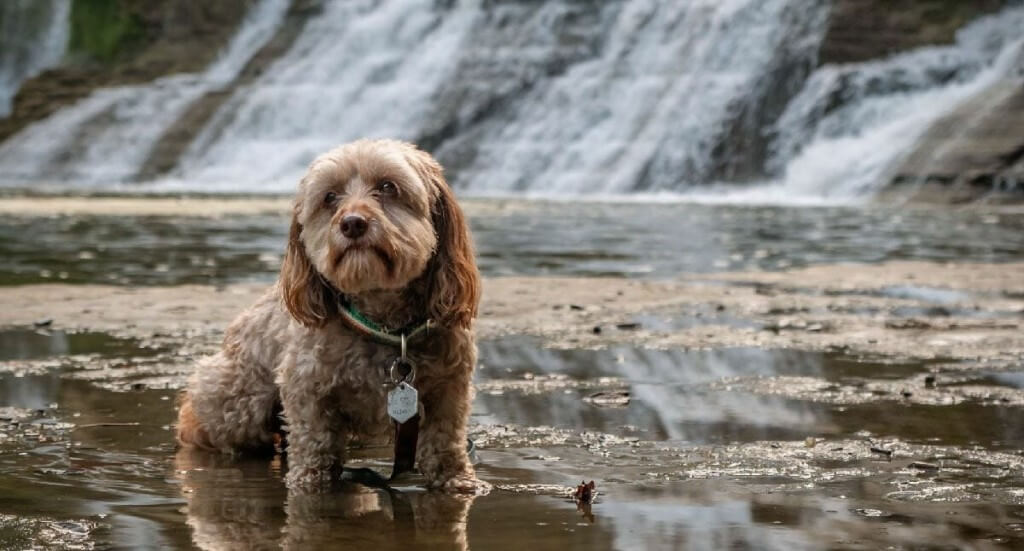 A dachshund mix stands in water with a waterfall in the background