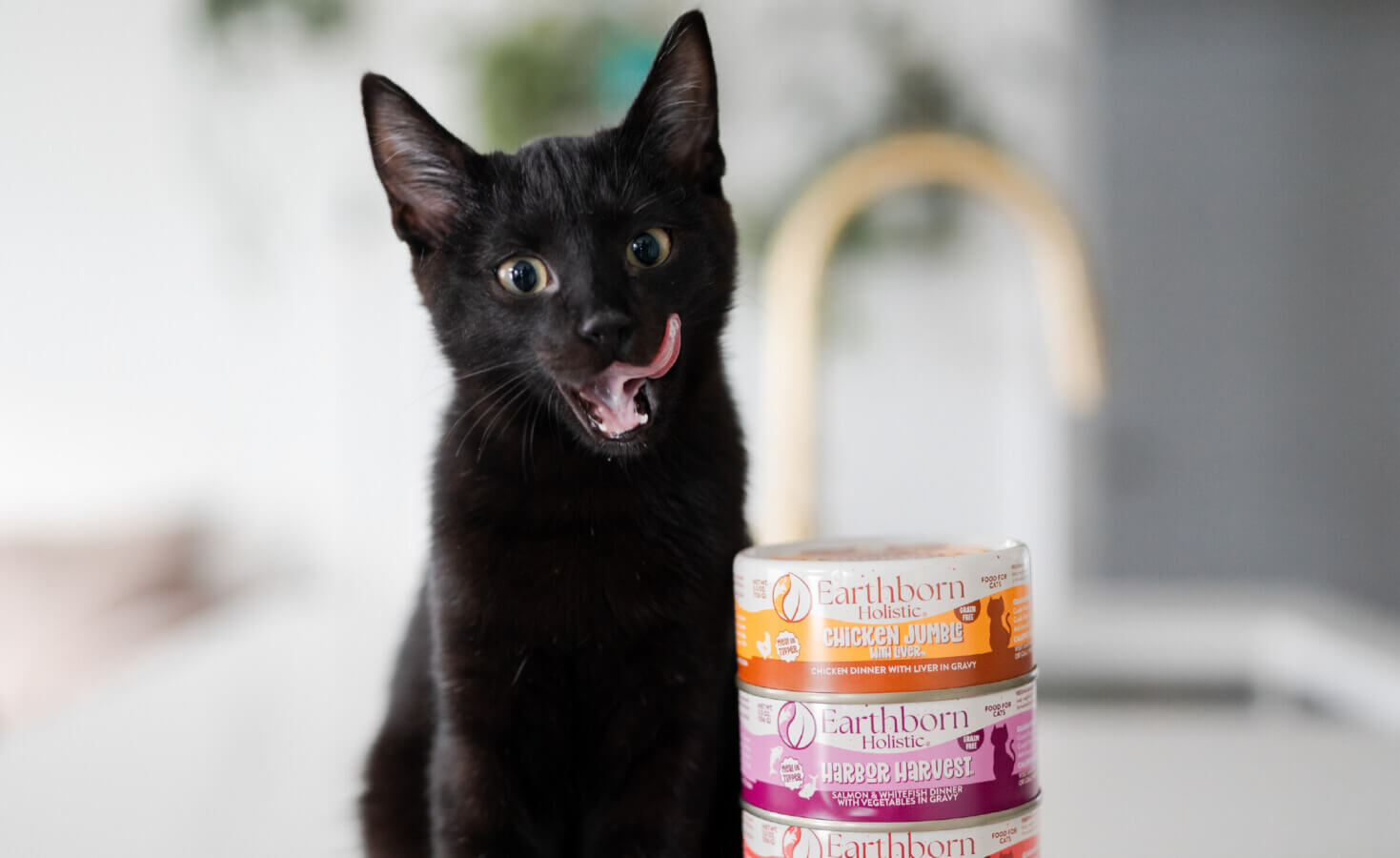 Kitten licks lips as they sit next to stack of cat cans