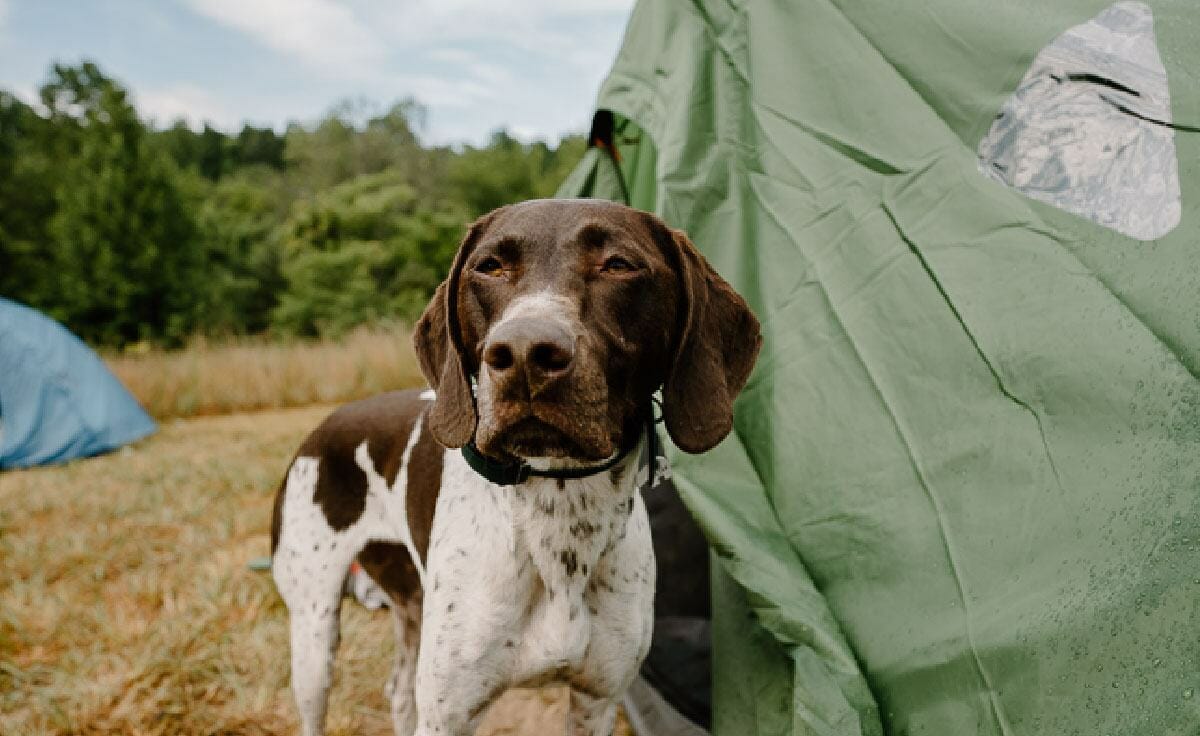 A german shorthaired pointer dog stands outside her green tent while on a camping trip