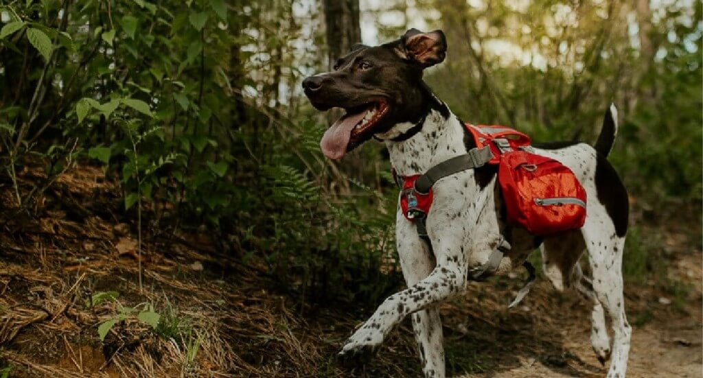 A german shorthaired pointer dog in a red dog backpack happily runs along a hiking trail