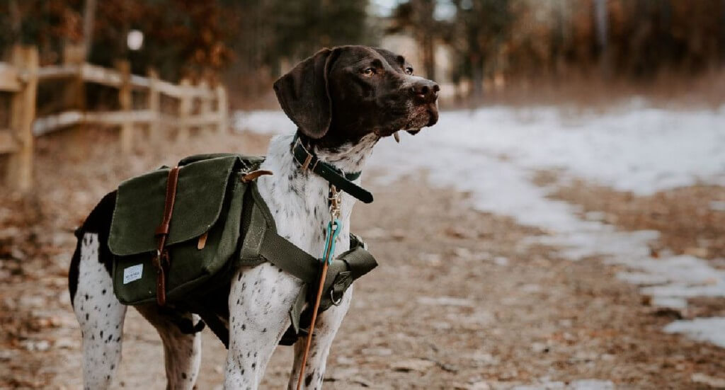 A german shorthaired pointer dog showing off her dog backpack while hiking