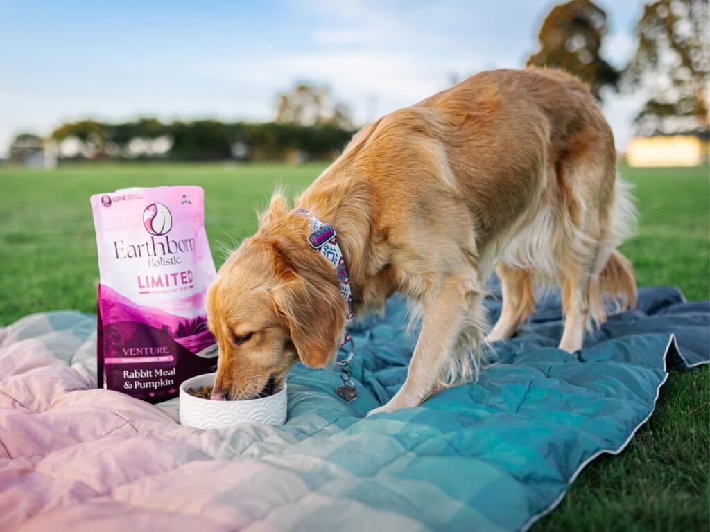 Dog eats out of a bowl on a blanket next to a bag of Earthborn Holistic Limited