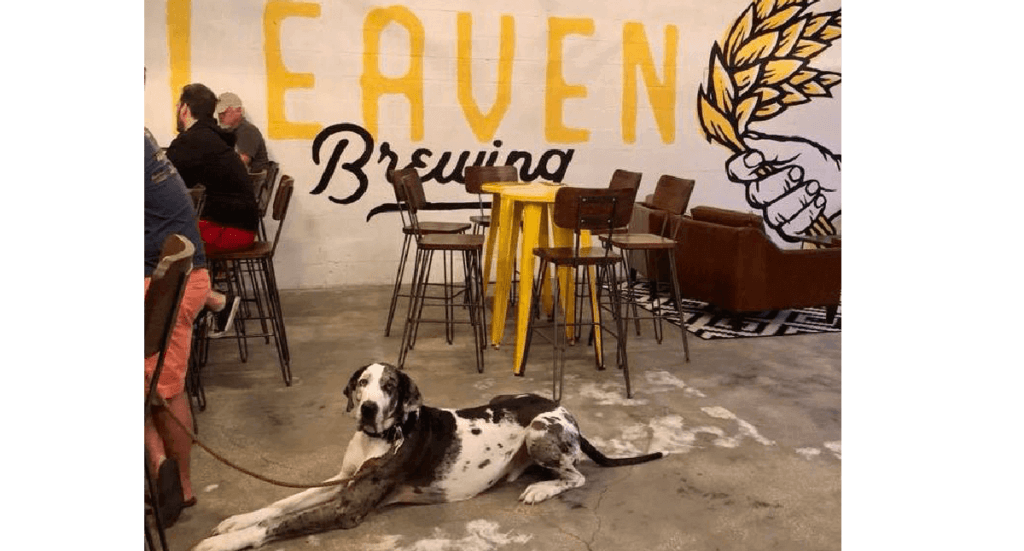 A great dane lays on the floor of Leaven Brewery in Tampa, FL