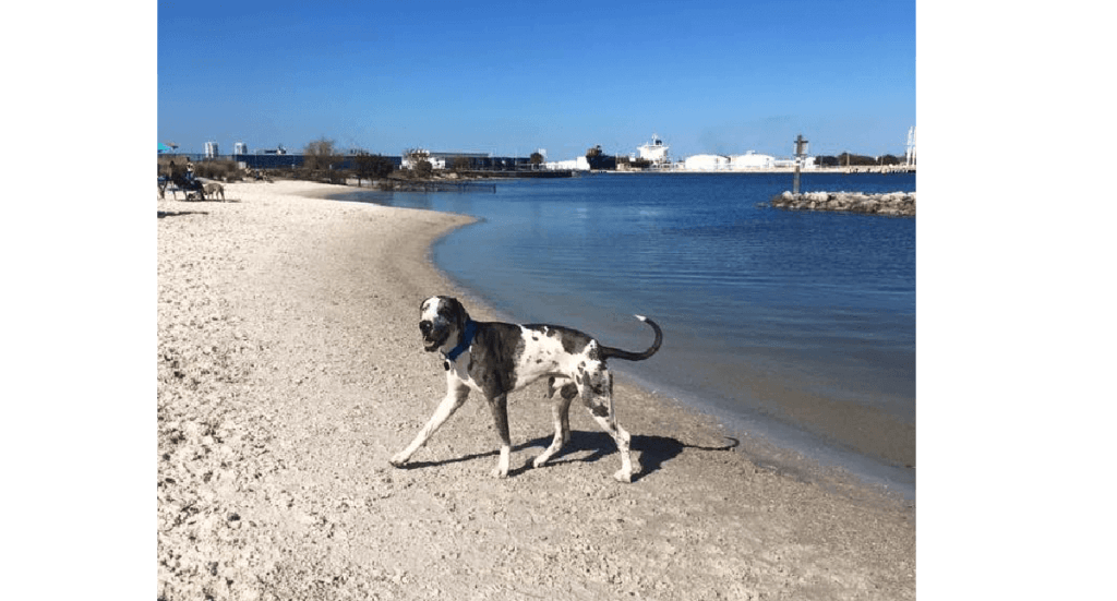 A great dane runs across a Tampa beach next to the water