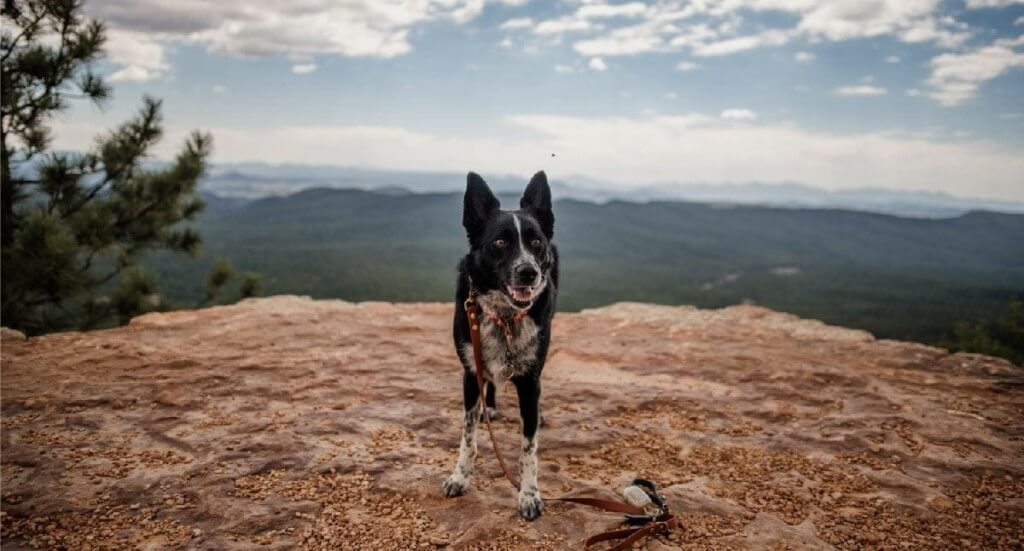 A smiling dog stands on the Mogollon Rim Interpretive Trail