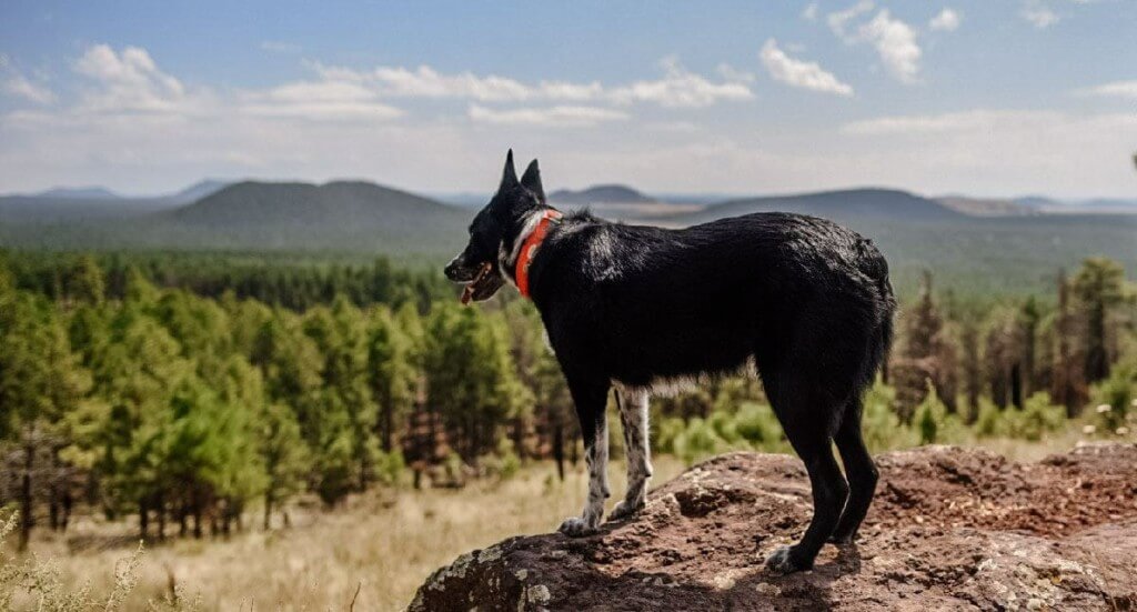 A dog stands looking into the distance at Kendrick Peak Trail in Arizona