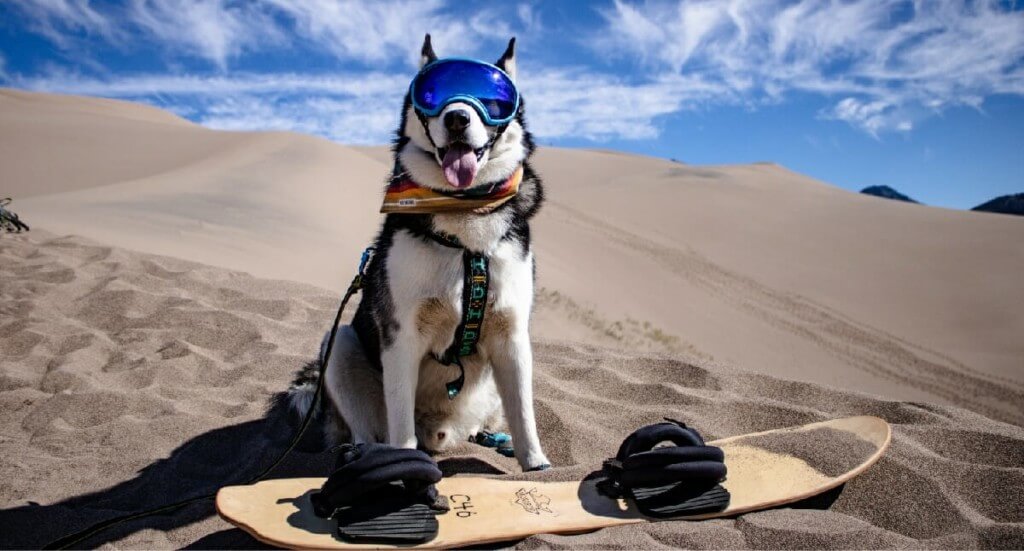 A husky wearing goggles stands next to a board at Great Sand Dunes National Park in Colorado