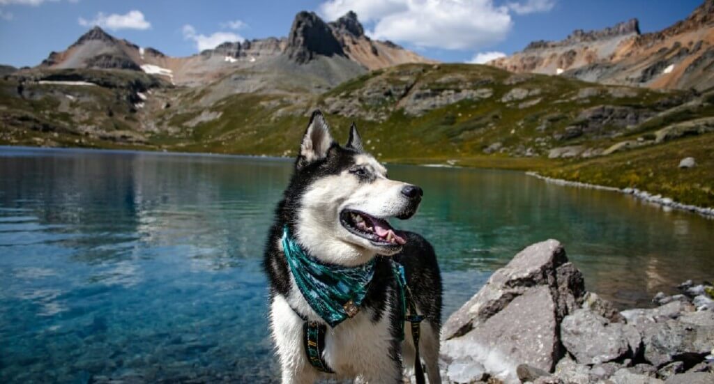A husky stands in front of Ice Lake in Colorado