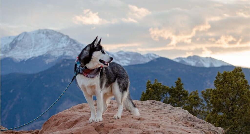 A husky stands at a summit at Garden of the Gods in Colorado