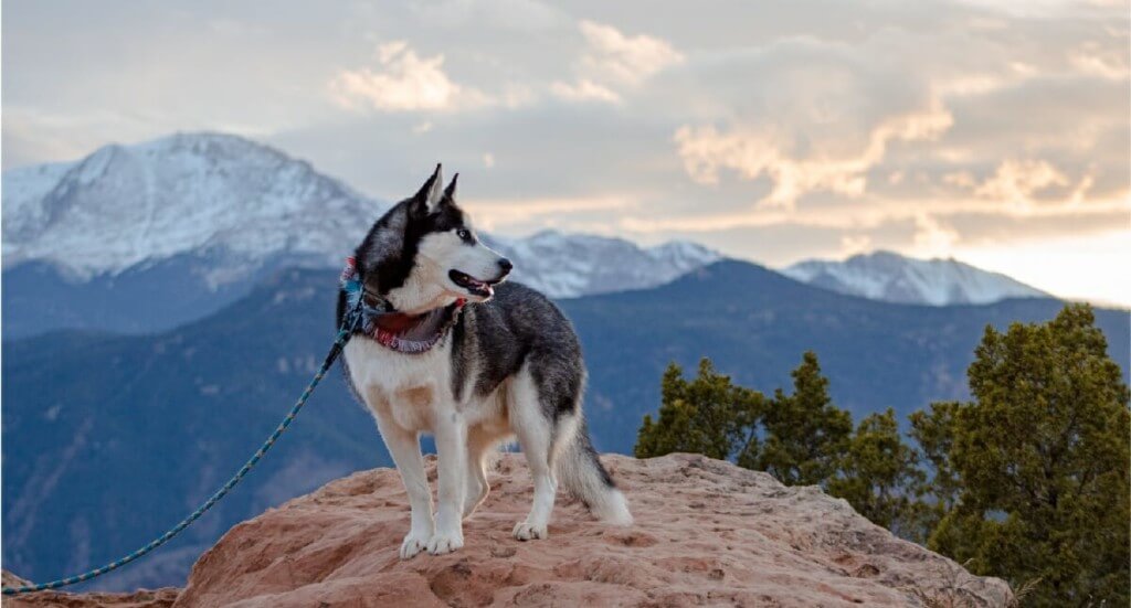 Husky hiking deals