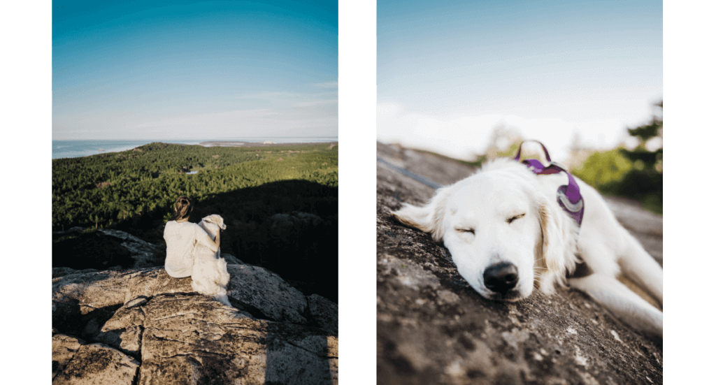 A golden retriever sits with his owner on top of Hogback Mountain in Michigan while another one takes a nap