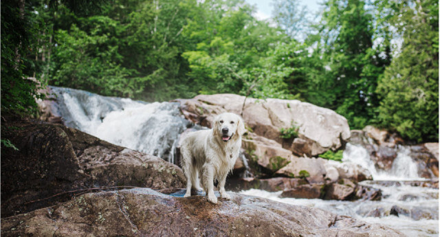 The Best Dog-Friendly Adventures in Michigan