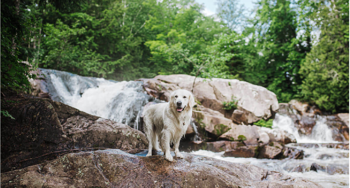 A golden retriever stands on top of a rock in front of a waterfall at Yellow Dog Falls in Michigan