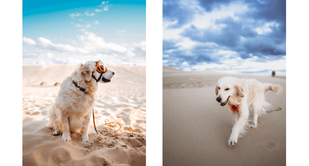 A golden retriever in goggles sits in the sand at Silver Lake Sand Dunes in Michigan while another walks through sand towards the camera