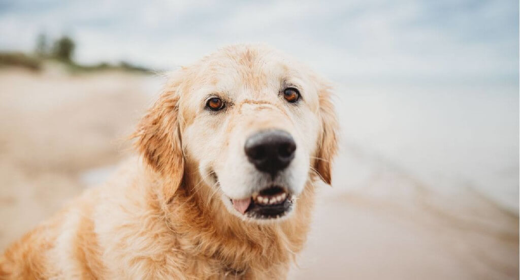 A golden retriever stands close to the camera while smiling with an out of focus beach in the background