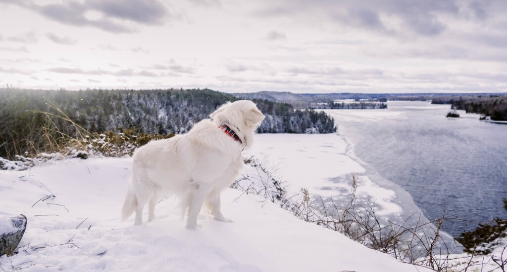 A golden retriever stands at a lookout at Lumberman's Monument in Michigan