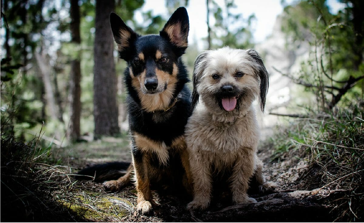 Two small dogs sit on a forest trail in South Dakota