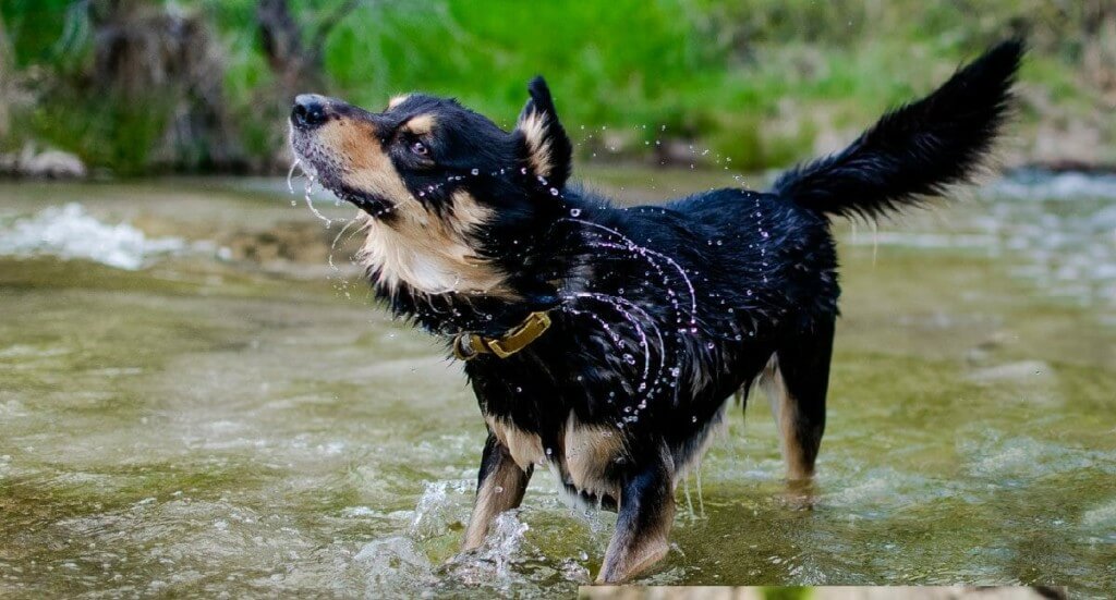 A small black and brown dog shakes off water standing in a river