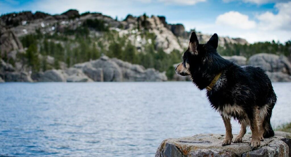 A small black and brown dog stands on a rock overlooking a lake and South Dakota mountains