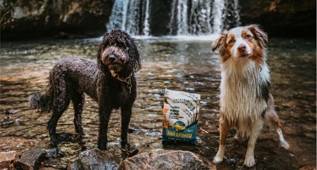 A Labradoodle and an Australian Shepard stand together at the bottom of a waterfall in Tennessee