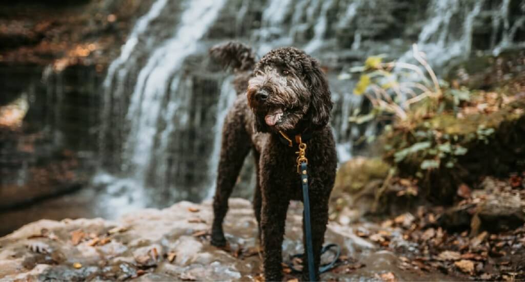 A smiling Labradoodle stands on a rock in front of a waterfall in Tennessee