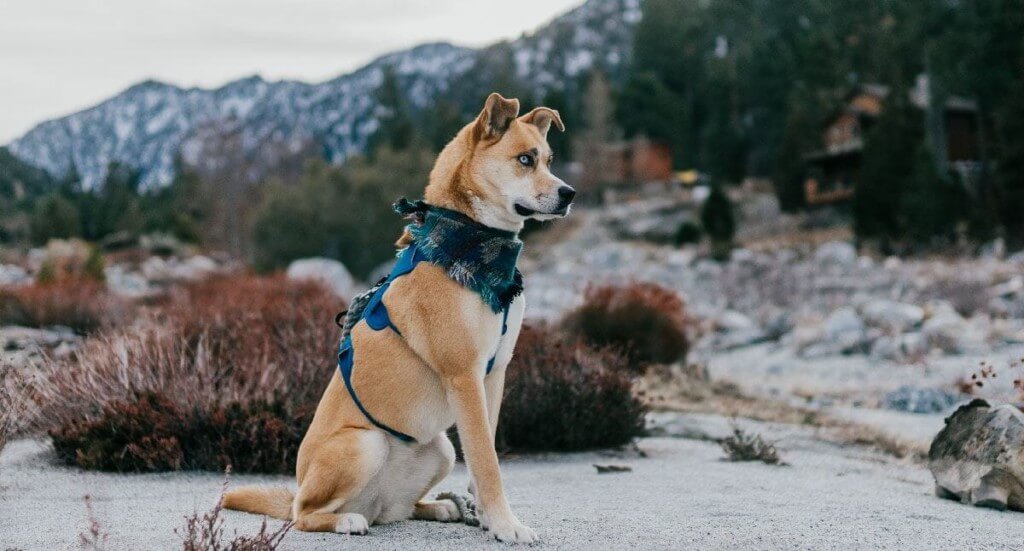 A dog sits on the side of a trail on a hike in southern California