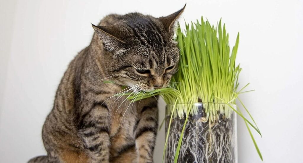 A cat nibbles on some indoor cat grass
