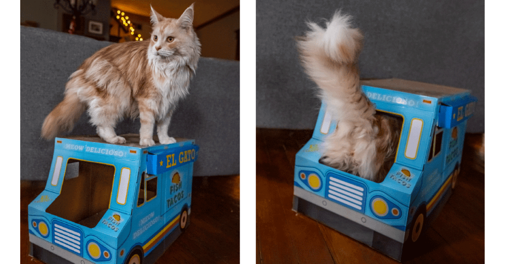 A cat plays with a taco truck cat scratcher