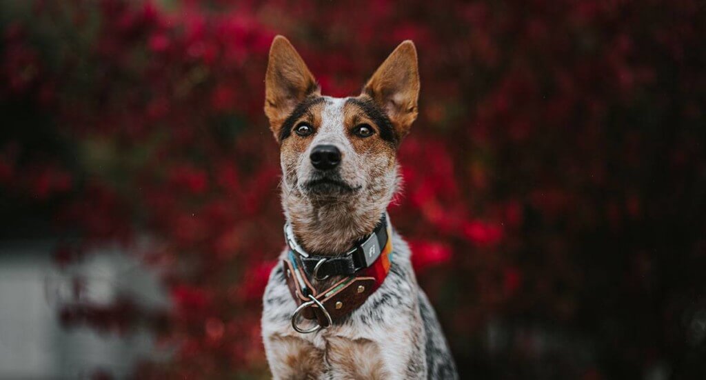 A dog sits in front of a fall tree wearing a Fi dog collar