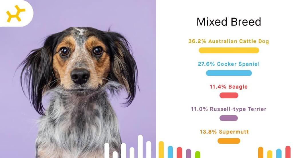 A preview of the Embark dog DNA test results