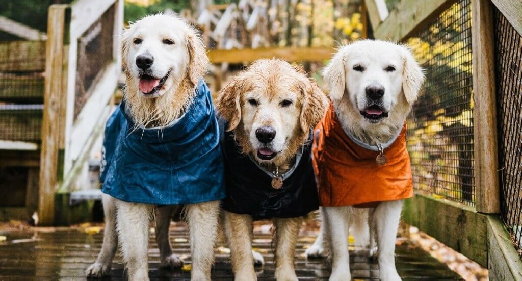 Three golden retrievers stand in a row wearing Hurtta Monsoon Coats