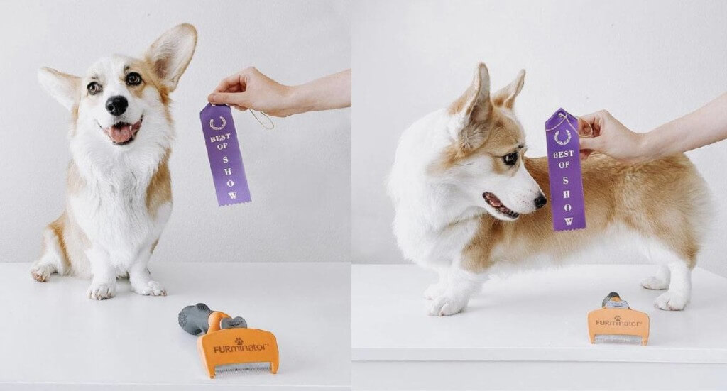 A corgi with a purple "Best in Show" ribbon sits next to her FURminator after being groomed