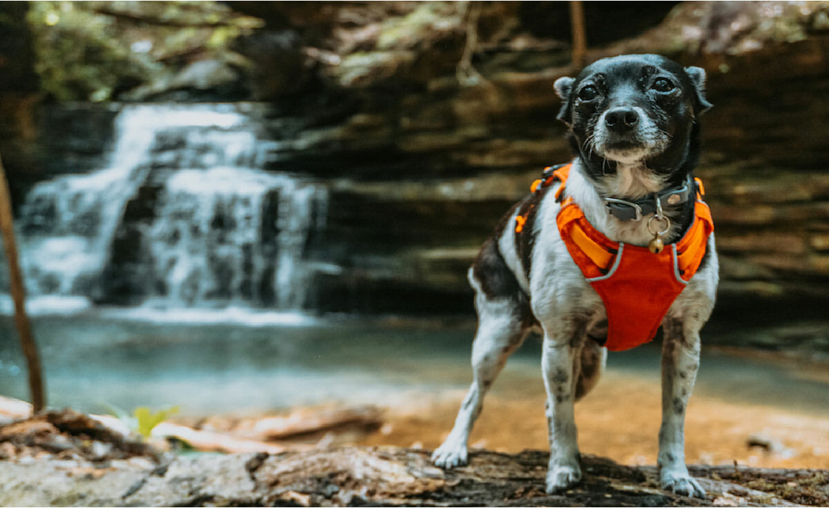 A small black and white rat terrier dog in an orange vest standing in front of a waterfall in Bankhead National Forest in Alabama