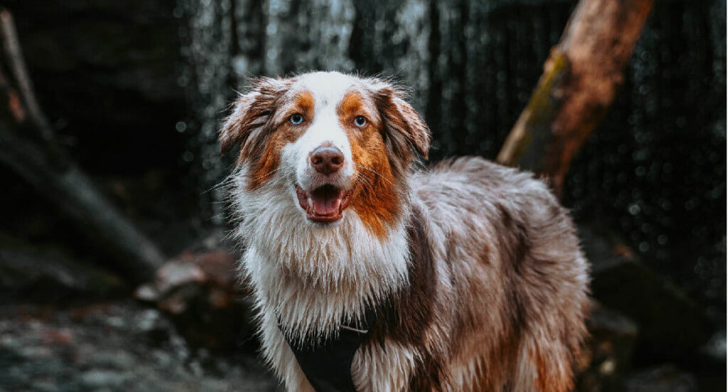 An Australian Shepherd dog stands in front of a waterfall at Desoto State Park in Alabama