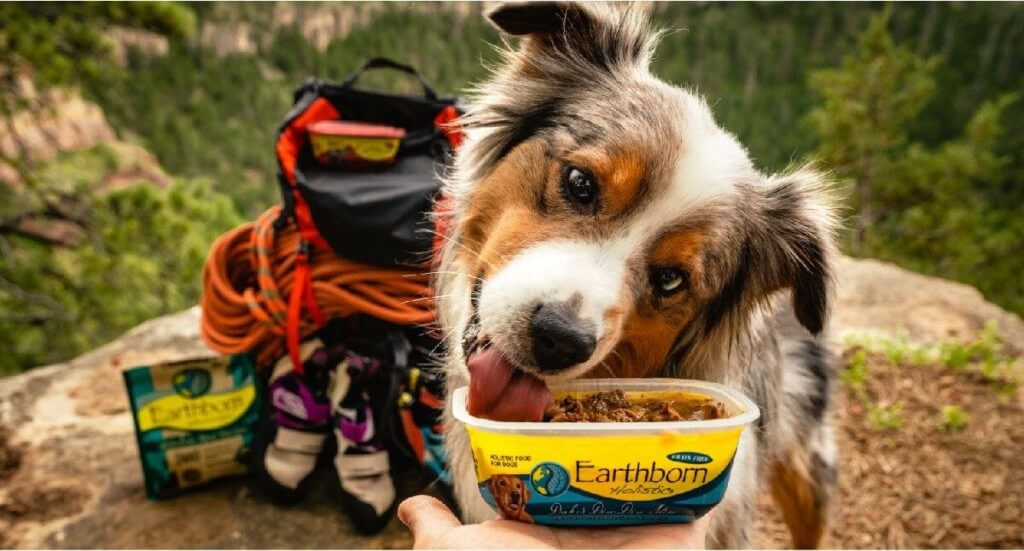 A mini Australian Aussie standing in the mountains licks out of a Earthborn Holistic Moist Tub dog food with hiking gear in the background