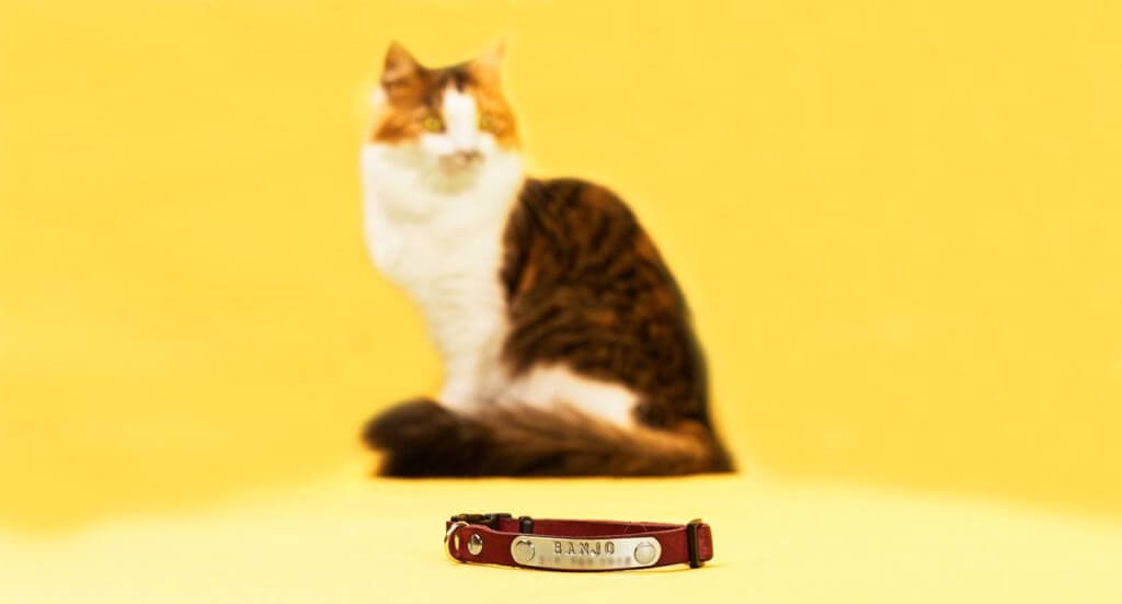 A closeup of a pink cat collar with a calico kitten sitting in the background