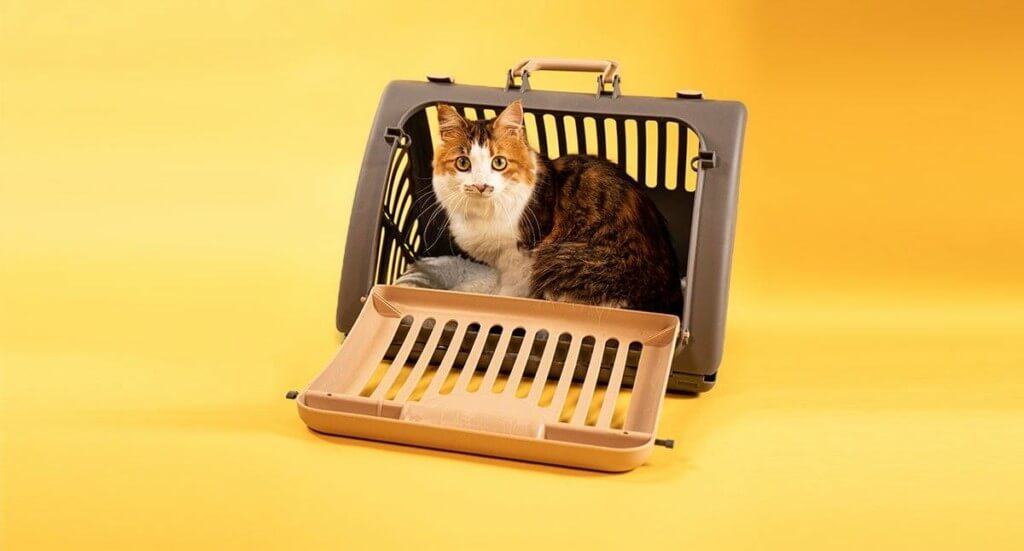 A calico kitten sitting in a front entry cat carrier