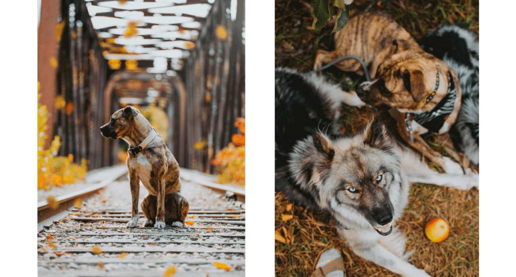 Two photos; one of a mutt dog sitting on a bridge during the fall and one of two dogs, one mutt and one husky, sitting at their owner's feet