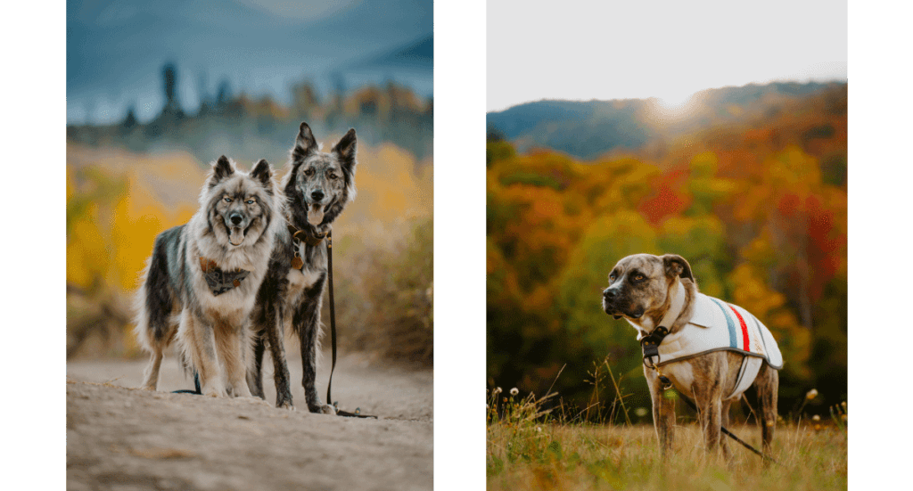 Two photos; one of two dogs smiling at the camera with a pretty fall background and one of a mutt dog in a fall sweater standing in front of a fall tree line