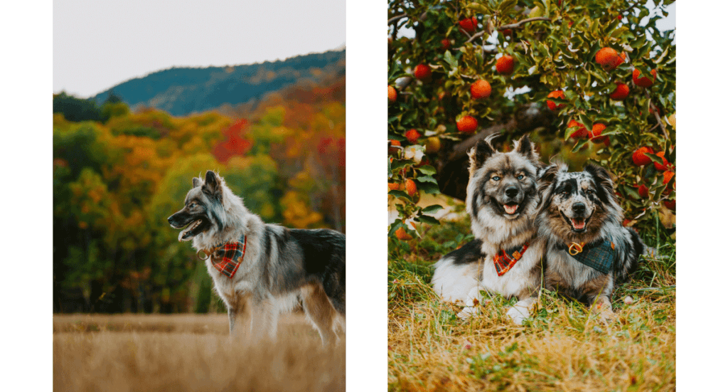 Two photos; one of a husky standing in front of a pretty fall tree line and one of a husky and another dog sitting in front of an apple tree