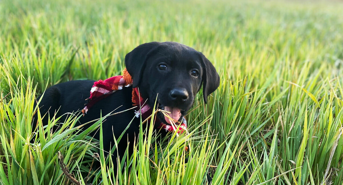 Photo of a black lab puppy smiling and lying in grass