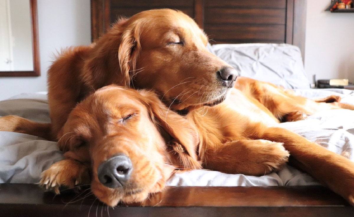 Two golden retriever dogs lay on top of each other on a bed asleep