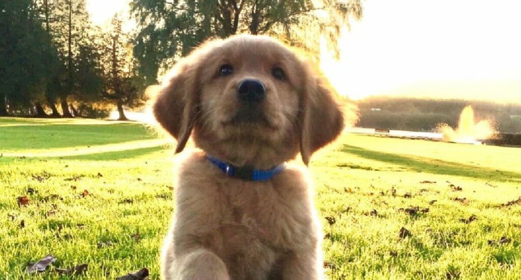 A golden retriever puppy sitting outside
